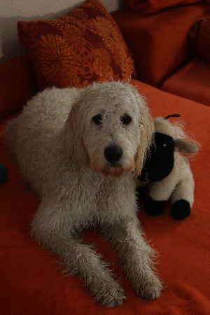 Goldendoodle Sheela frisch gebadet