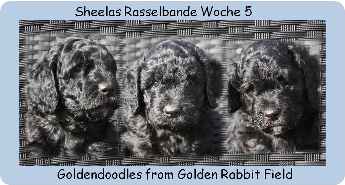 Sheelas Rasselbande Woche 5_neu