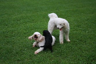 Spielen auf dem Hundeplatzt