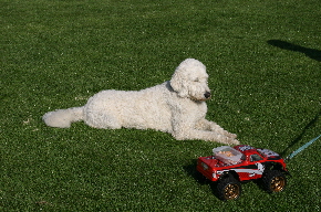 Goldendoodles wollen an das Futter