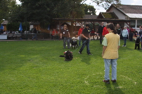 Besucher halten den Hund auf die Ferne von der wurst ab