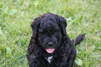 Goldendoodle Welpe auf dem Rasen