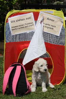 Wochenbild8-Auszug-Amor1