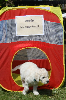 Wochenbild8-Auszug-Annie1