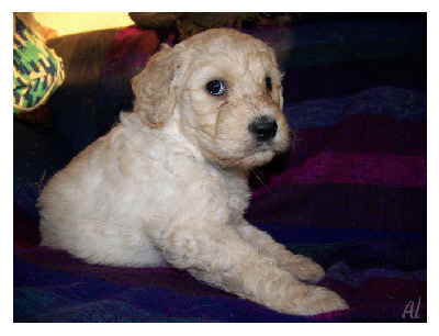 Goldendoodle Al