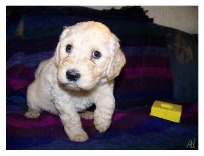 Goldendoodle Al