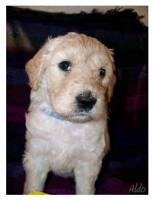 Goldendoodle Aldo