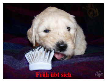 Goldendoodle Sheela als Baby