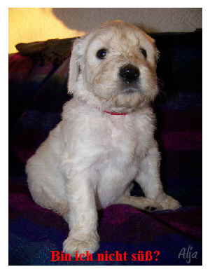 Goldendoodle Sheela als Baby