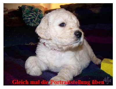 Goldendoodle Sheela als Baby