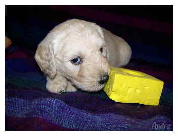Goldendoodle Andra
