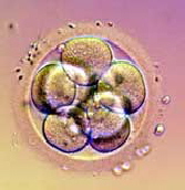 embrio_03tg