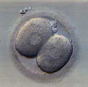 embryo2zellen