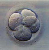 embryo4zellen
