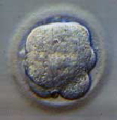 embryo5