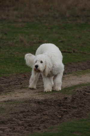 Goldendoodle Sheela fngt den Ball