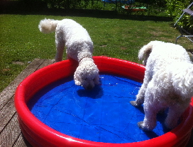 poolparty